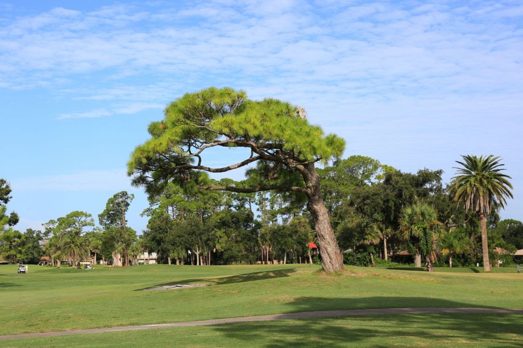 green behind a large tree